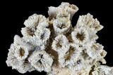 Jurassic Coral (Thecosmilia) Colony And Urchin - Germany #113131-5